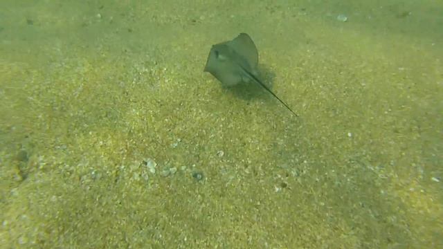 Скат хвостокол в черном море. Крым смотреть онлайн