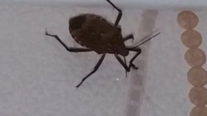 Клоп вонючка в квартире