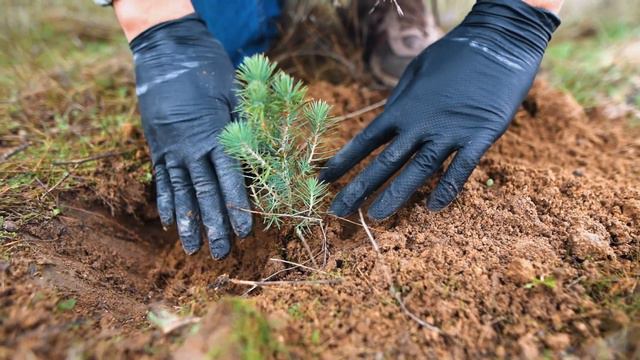 Bosquia Shiseido смотреть онлайн