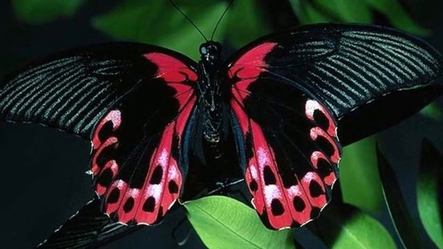 Игорь Двуреченский - Вальс бабочек смотреть онлайн