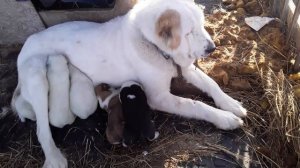 Клещ.Первые признаки укуса и первая помощь собаке