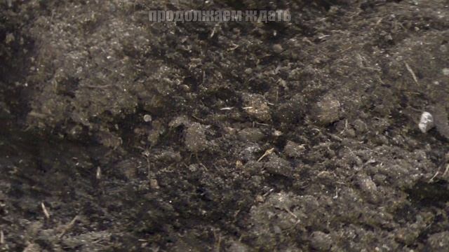 Cultivation of river stones at home \ Выращивание речных камней в домашних условиях смотреть онлайн