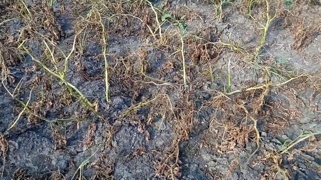 ? ? Картошка сорт ЯНКА, проверили в 2021 году , рекомендуем к посадке. смотреть онлайн