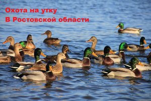 ОХОТА НА УТКУ РОСТОВСКАЯ ОБЛАСТЬ. Песчаные бури..mp4