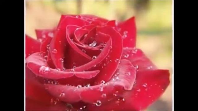 Любимой женщине (розы красные-розы белые-в день рождения Анютке) смотреть онлайн