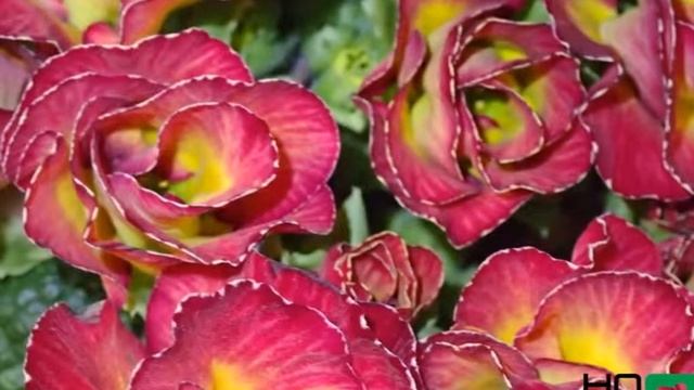 Primula acaulis - double flowered смотреть онлайн