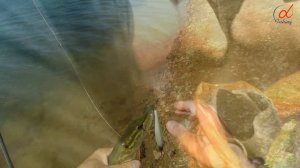 Щука. Вкратце / Вес и возраст щуки / Ловля щуки спиннингом