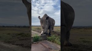 Огромный носорог