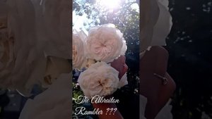 Немножко сентябрьского цветения роз. Моцартс Леди. Роза требующая опознания(Зе Олбрайтон Рамблер?)