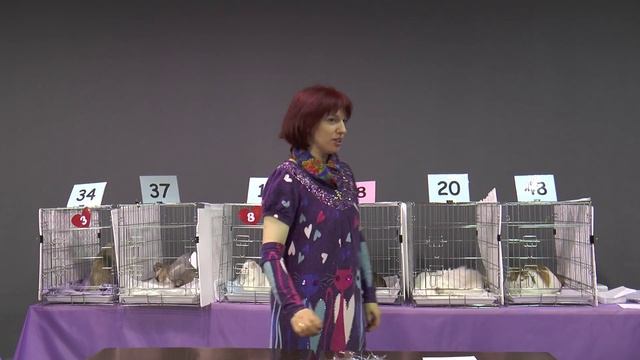 22 февраля 2016 г. Выставка "Влюбленные коты" в Иваново.