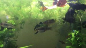 Обзор аквариума 140 литров. Аквариум рыбник. Куча рыбок в одном аквариуме