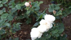 David Austin Roses 2011 - Die englische Rose William and Catherine Teil 1 von 2