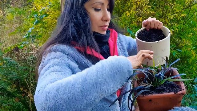 Ophiopogon Planiscapus Nigrescens First Touch?| Mindful Outdoors #healthifycoach #fitlovecoach смотреть онлайн