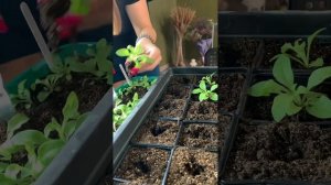 Почему нужно досвечивать петунию