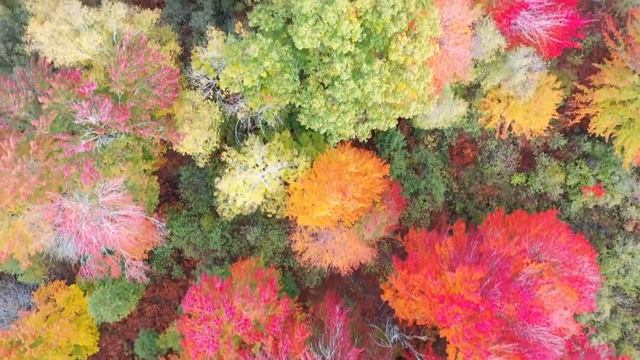 Почему нельзя сжигать опавшую листву на даче осенью смотреть онлайн