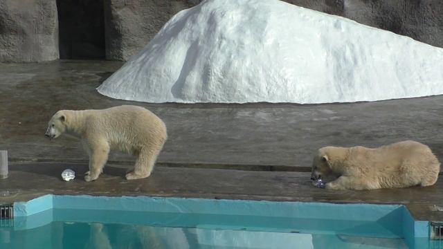 Белые медведи в зоопарке. Дикие животные. Ижевск смотреть онлайн