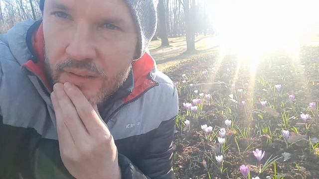 Самая дорогая приправа из чего делается?  Крокусы и шафран.