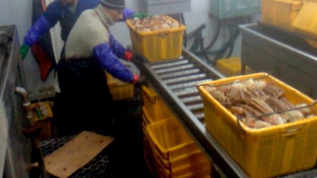 ТАК ГОТОВЯТ КРАБОВ НА КОРАБЛЕ И ГОТОВЯТ ИХ К ВАРКЕ