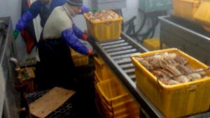 ТАК ГОТОВЯТ КРАБОВ НА КОРАБЛЕ И ГОТОВЯТ ИХ К ВАРКЕ