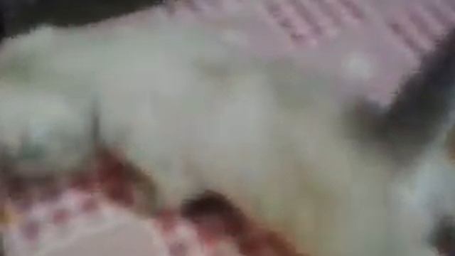 шотландские вислоухие котята николас и ларсон окрас поинт белый. смотреть онлайн