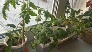 Простой Завтрак 🍛 .На петунии 🏵️ опять вредитель - белокрылка 🦟