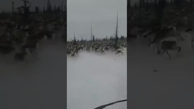 миграция северного оленя смотреть онлайн