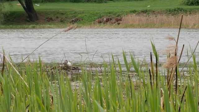 Чомги 170416 1к в Царицыно Panasonic G80 4K25fps 1 смотреть онлайн