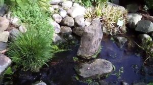 Альпийская горка в ботаническом саду Копенгагена