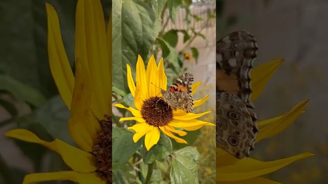 Painted lady drinking from common sunflower (helianthus annuus)