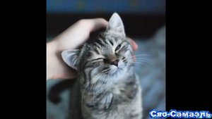 Милые котейки -Я пушистый беленький котёнок .