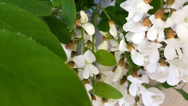 Vlog. Домашние хлопоты. Что я делаю в первые дни месяца. смотреть онлайн