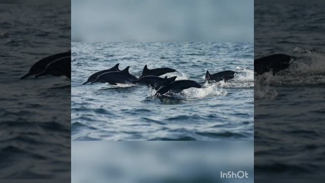 Дельфины. Цивилизация. смотреть онлайн