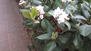 Флора Израиля. Индийский боярышник (Rhaphiolepis Indica), декоративный красивоцветущий кустарник