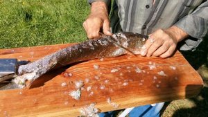 Как быстро почистить рыбу. Приспособа для чистки рыбы СВОИМИ РУКАМИ.