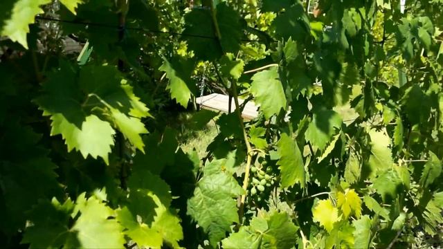 СРОЧНО!!! СПАСАЕМ ВИНОГРАД. #виноград #Болезнивинограда Канал "Домострой.ру". смотреть онлайн