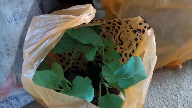 Отложили дела.Кто куда , а мы на рыбалку.Тестирую сковороду.#жизньвдеревне смотреть онлайн