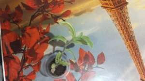 огромная проблема. с традесканция силламонтана Вариегатная. ?