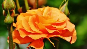 Муж приводит в дом любовницу и мужчину, с которым жена хотела ему отомстить. А когда муж взял слово