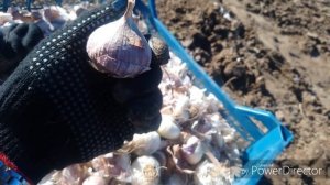 Подготовка почвы и посадка чеснока под зиму