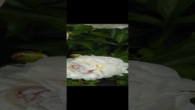 Мои белые пионы
