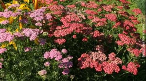 ❀ 14 красивых растений, которые не боятся засухи. Часть 1