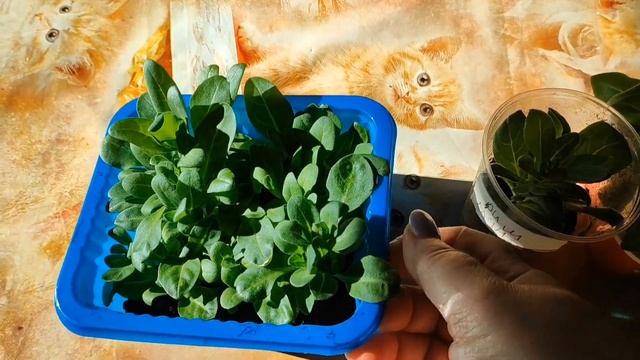 Рассада .Королева гортензий есть и у меня ,купила наконец-то! Подкормка для голубики . смотреть онлайн