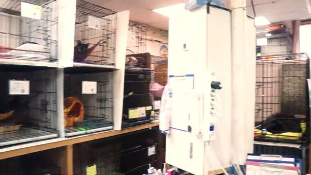 Прогулка по приюту "Муркоша" смотреть онлайн