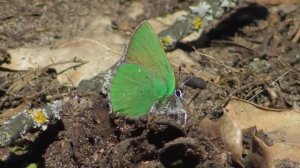 Бабочка. Голубянка малинная  ( Callophrys rubi )