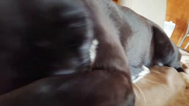 Наш любимый алабай// смотреть онлайн