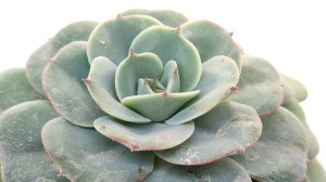 Echeveria 'Atlantis'