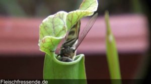 Саррацения Sarracenia