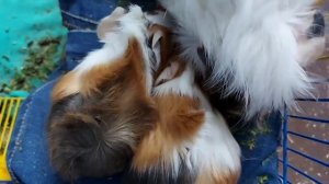 Третья неделя жизни новорождённых морских свинок/ МОЖНО ОПРЕДЕЛИТЬ ПОЛ!