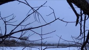 заяц на манок