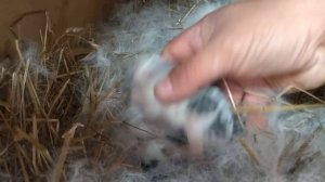 Жизненный цикл крольчат за 5 минут